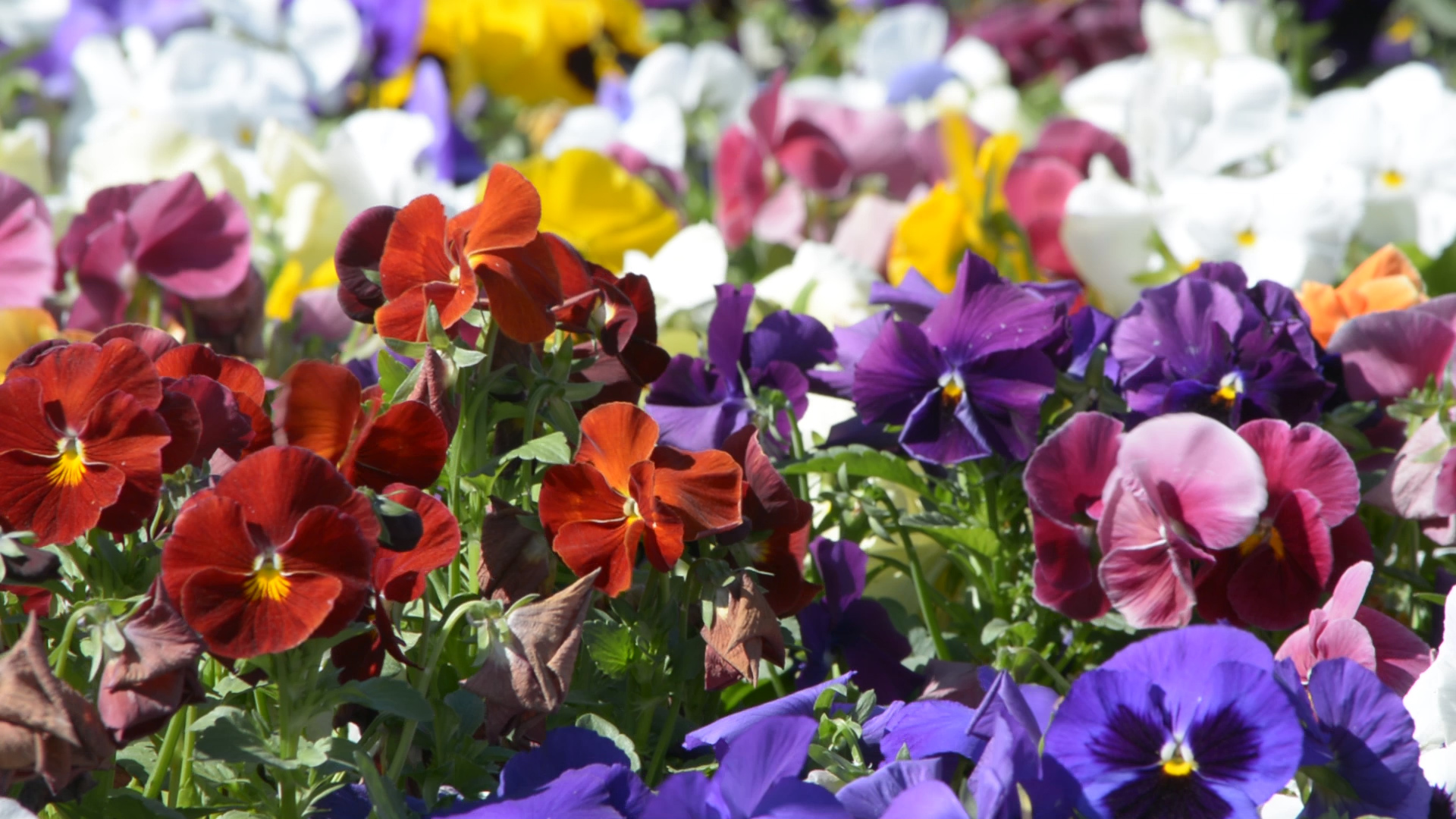 Test Flower Header